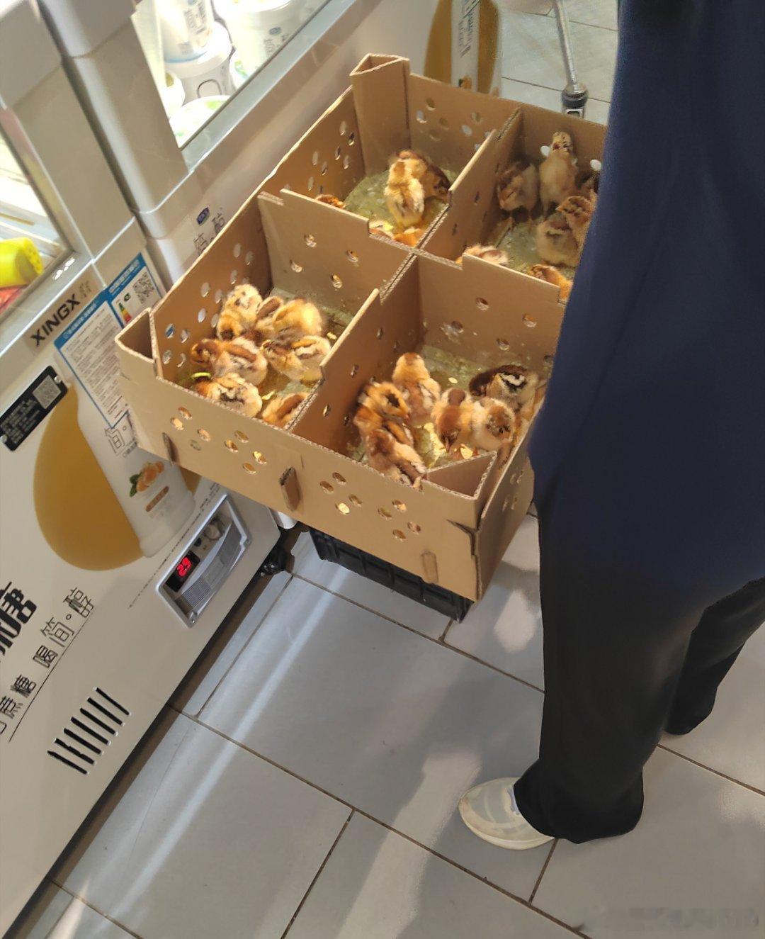 超市的促销活动越来越会拿捏小朋友了买酸奶就送小鸡崽哪个小朋友能抵抗住毛茸茸的小家