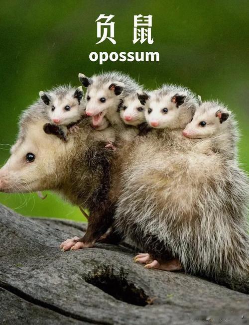 负鼠装死竟是高超演技？揭秘动物的生存智慧
最近，俄罗斯动物园发生了一件趣事，十几
