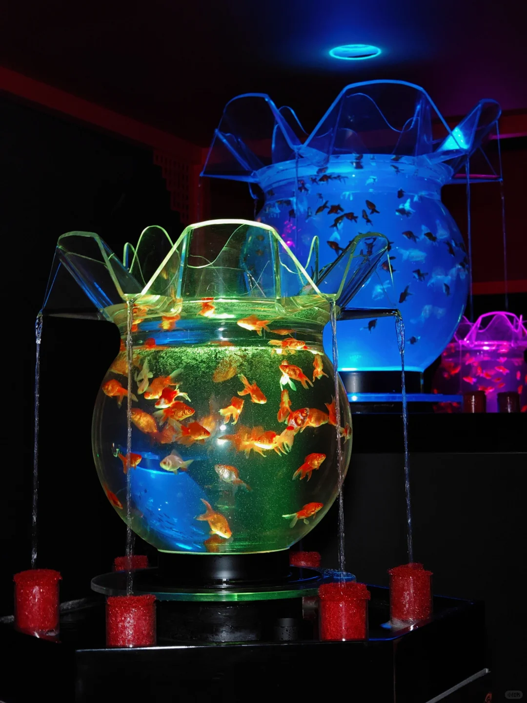 深圳看展｜今年秋天坠值得看的梦幻艺术展～