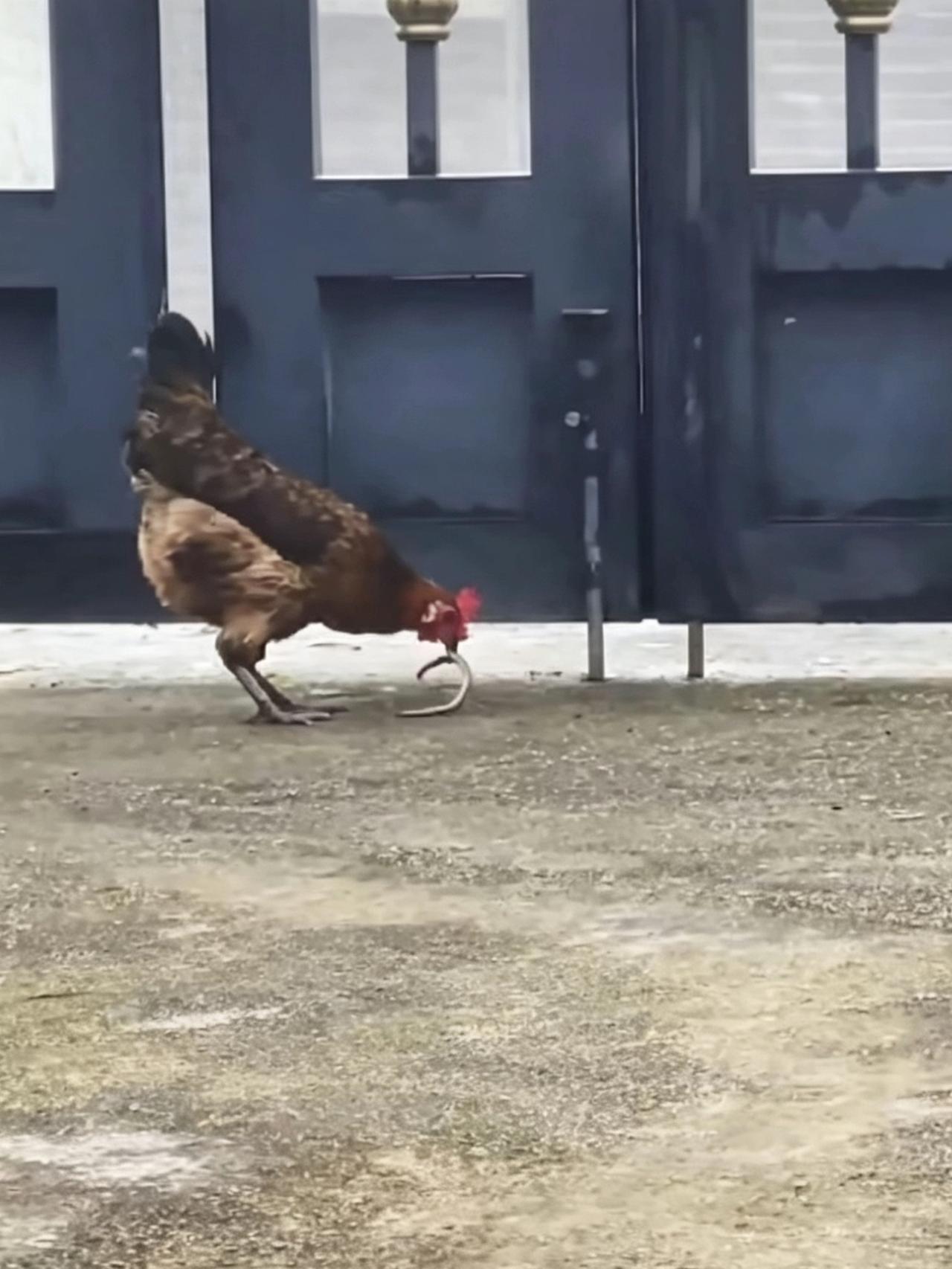 江西一女子在家休息，自家公鸡突然盯着门缝一动不动，十几秒不到，把从门缝里爬进来的