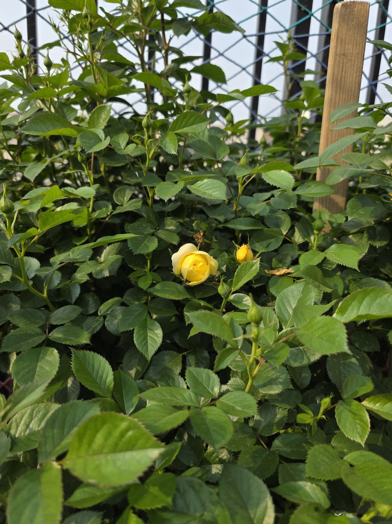 哈哈，又被女朋友暖到了，既懂我，又疼我，真是我的好朋友……

下午坐在小院里，l