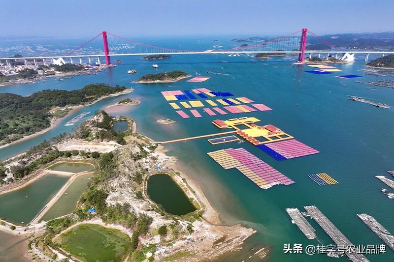 【新春走基层｜鱼跃“龙门”，“蚝”运来】

春节临近，钦州市龙门港镇东村码头一片