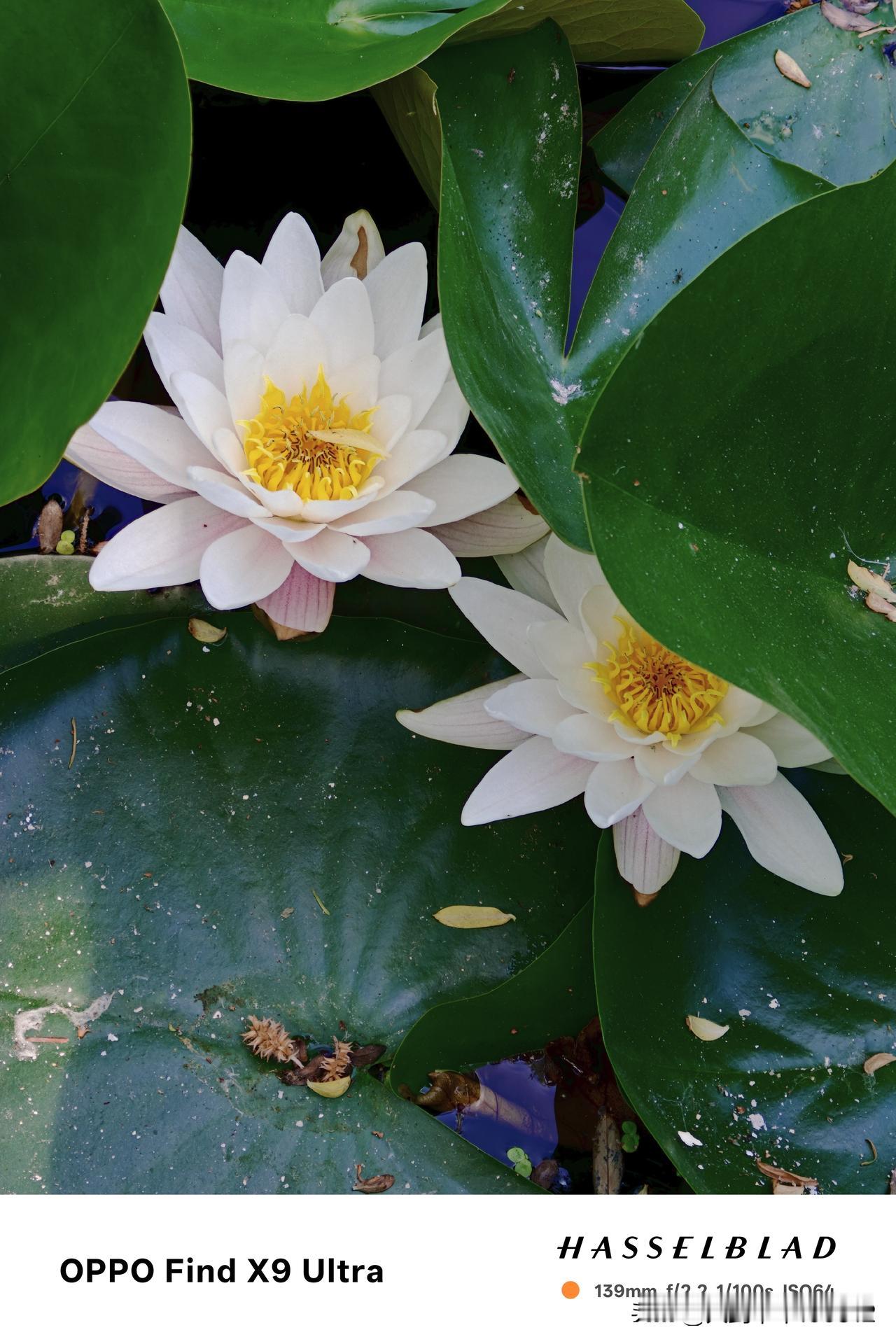 一花一叶一池娇(之四.手机版)——睡莲盛开，洋溢着生命的热烈与奔放，也预告着夏日