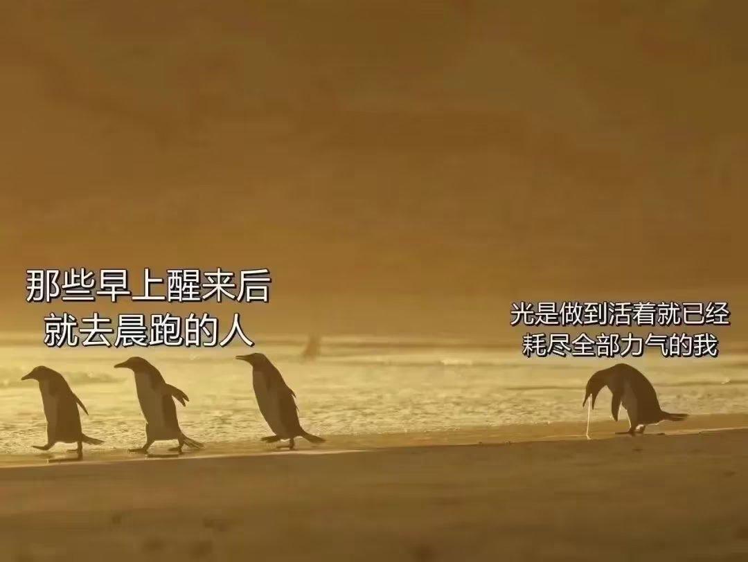 每次刷到早起出门运动的人，我都狠狠共情这张企鹅图。
 
前面几只步伐稳稳当当，迎