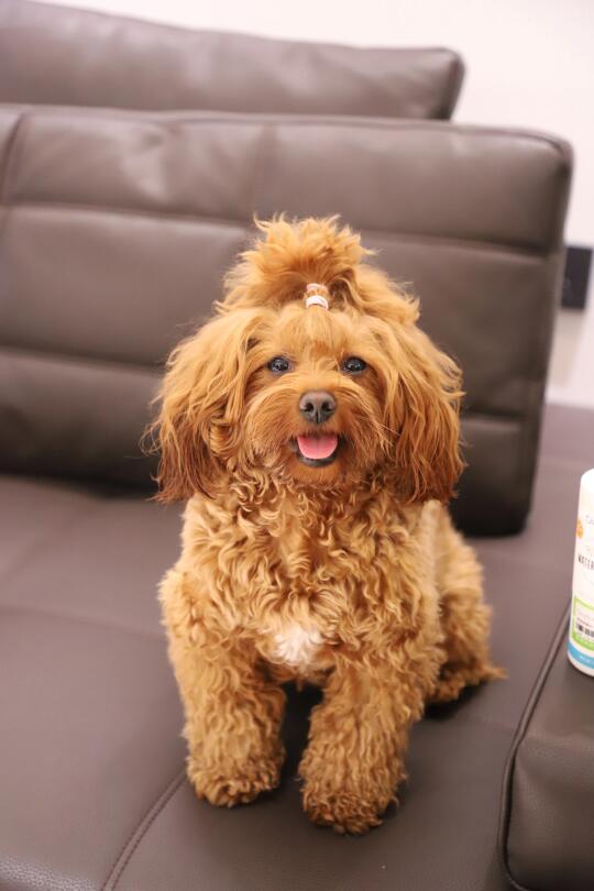 发一张我家的汪汪照