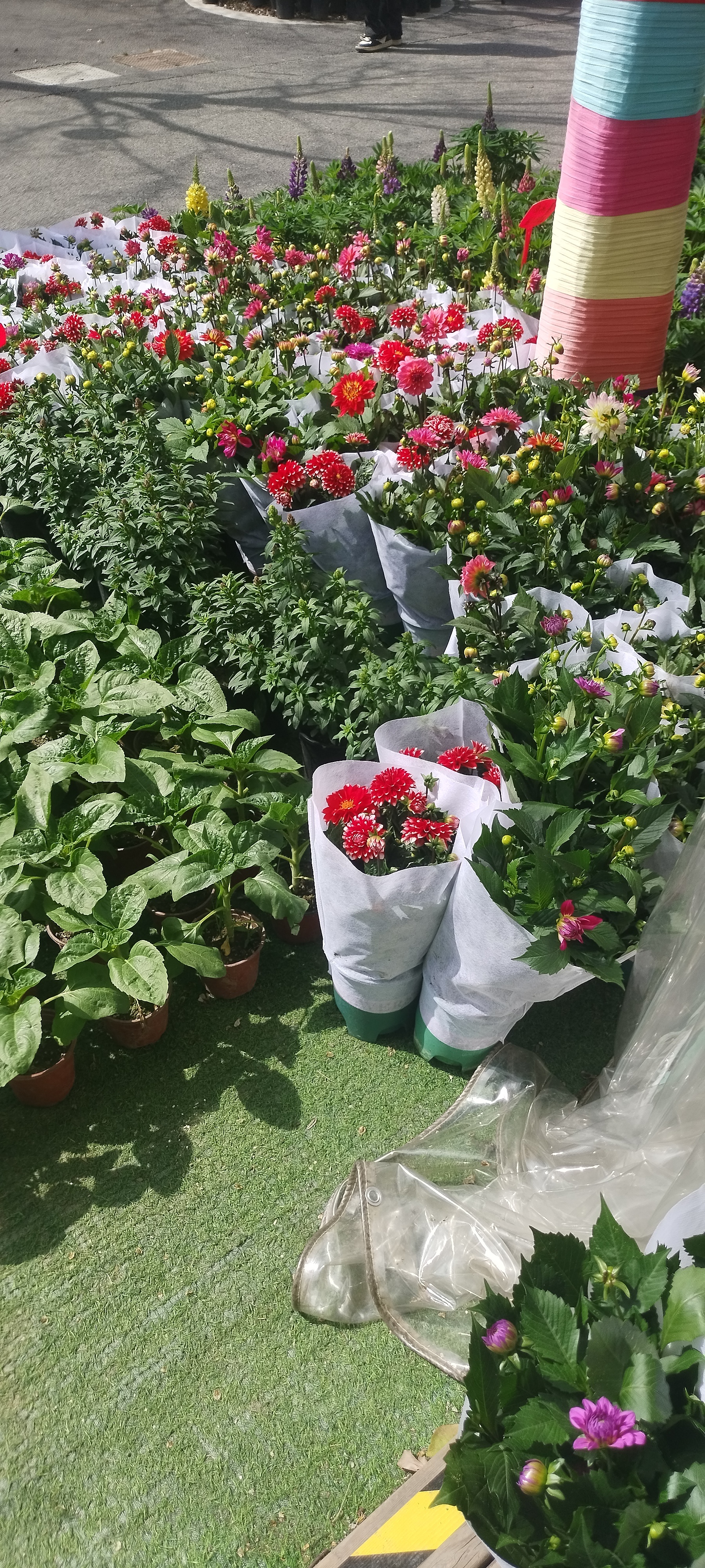 第一次见反向春游的反向春游，反向快乐当朋友圈开始上演“赏花摄影大赛”，当高速路变