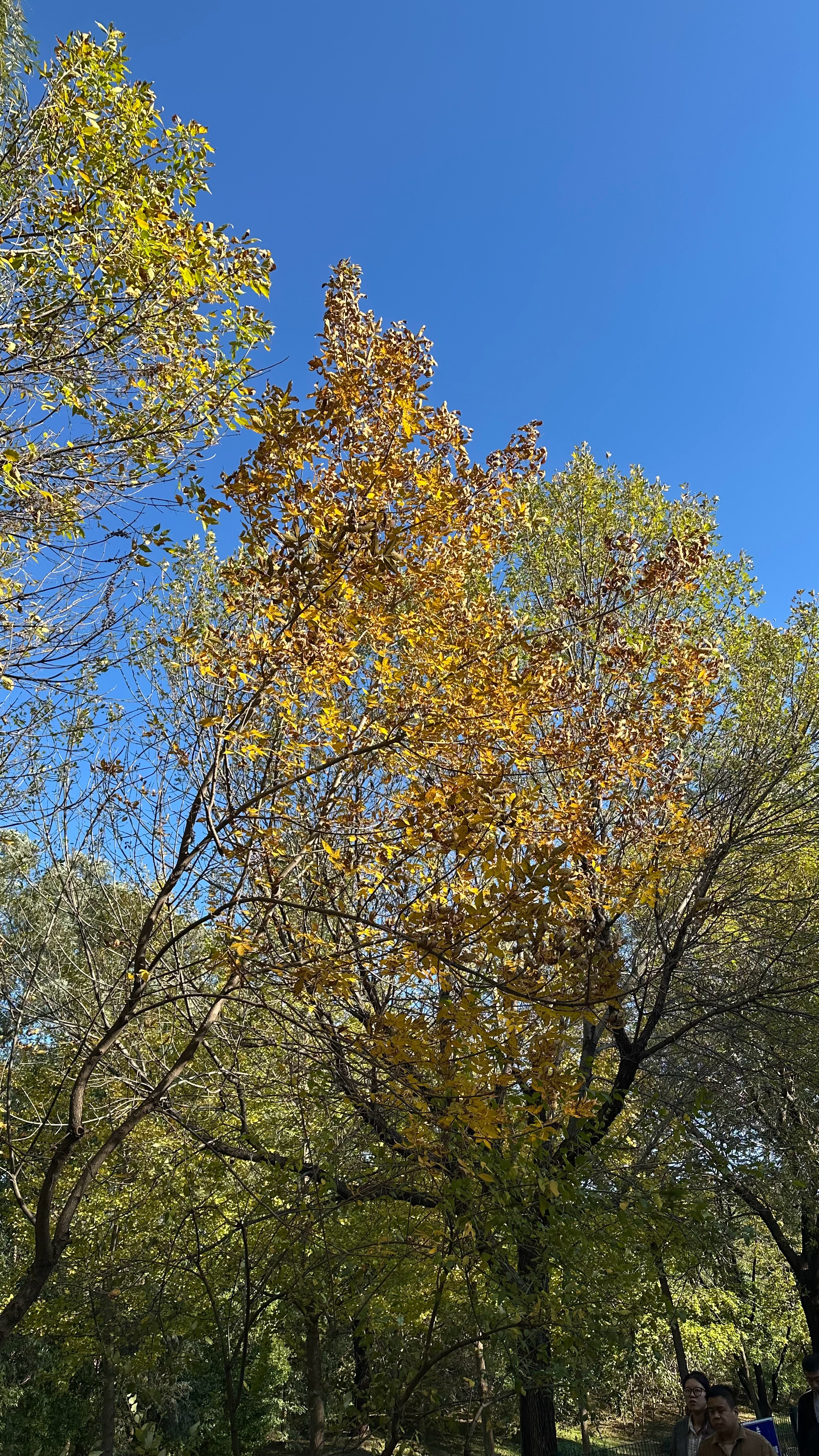 奥森公园实时播报，银杏才微微黄🍂但是已经有了秋天的感觉，好几棵白蜡黄了，地上好