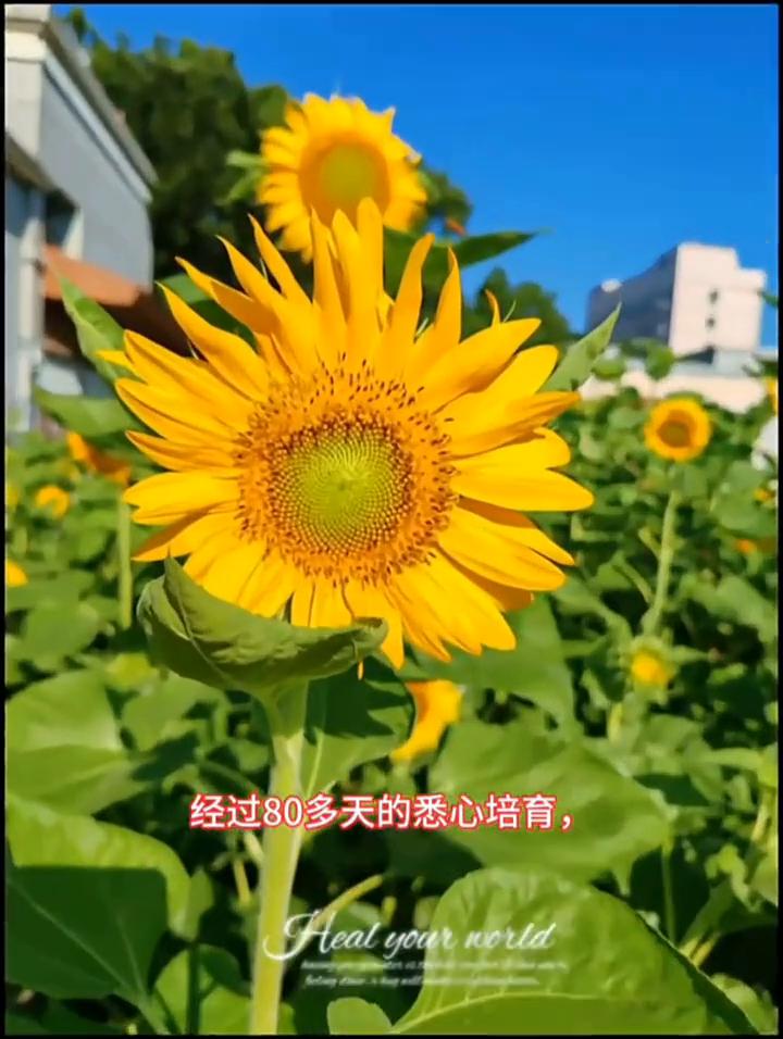 今天是六一儿童节，也是高考倒计时第6天。格致中学师生们在真学楼楼顶天台共同种下的
