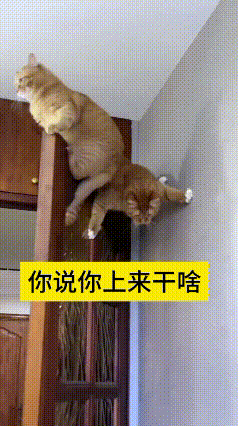 大猫搁门框顶上趴得稳稳当当，悠哉悠哉一点不费劲。
小猫瞅着眼馋，也跟着往上爬，费
