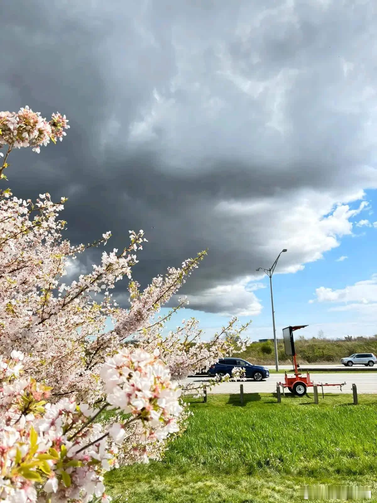 樱花，现在已经都过去了，再看必须等明年。FW