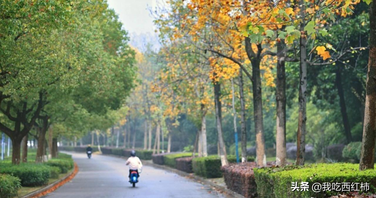 南京30岁宝妈艰难找工作
本人女，30岁，二本英专学历，英语专业相关证书都有，有