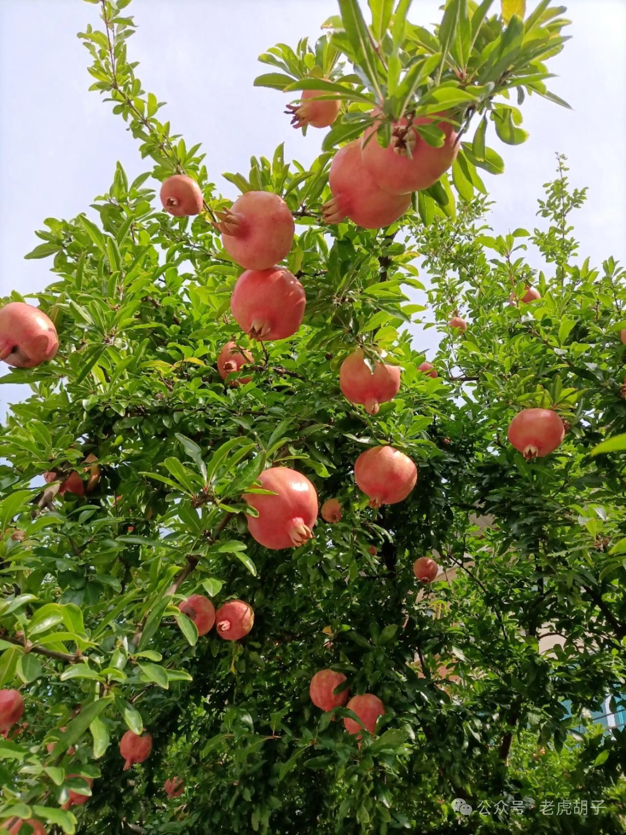 满树石榴红似火，这才是秋天最诱人的“红火”浪漫！
 
谁能拒绝一棵挂满红石榴的树