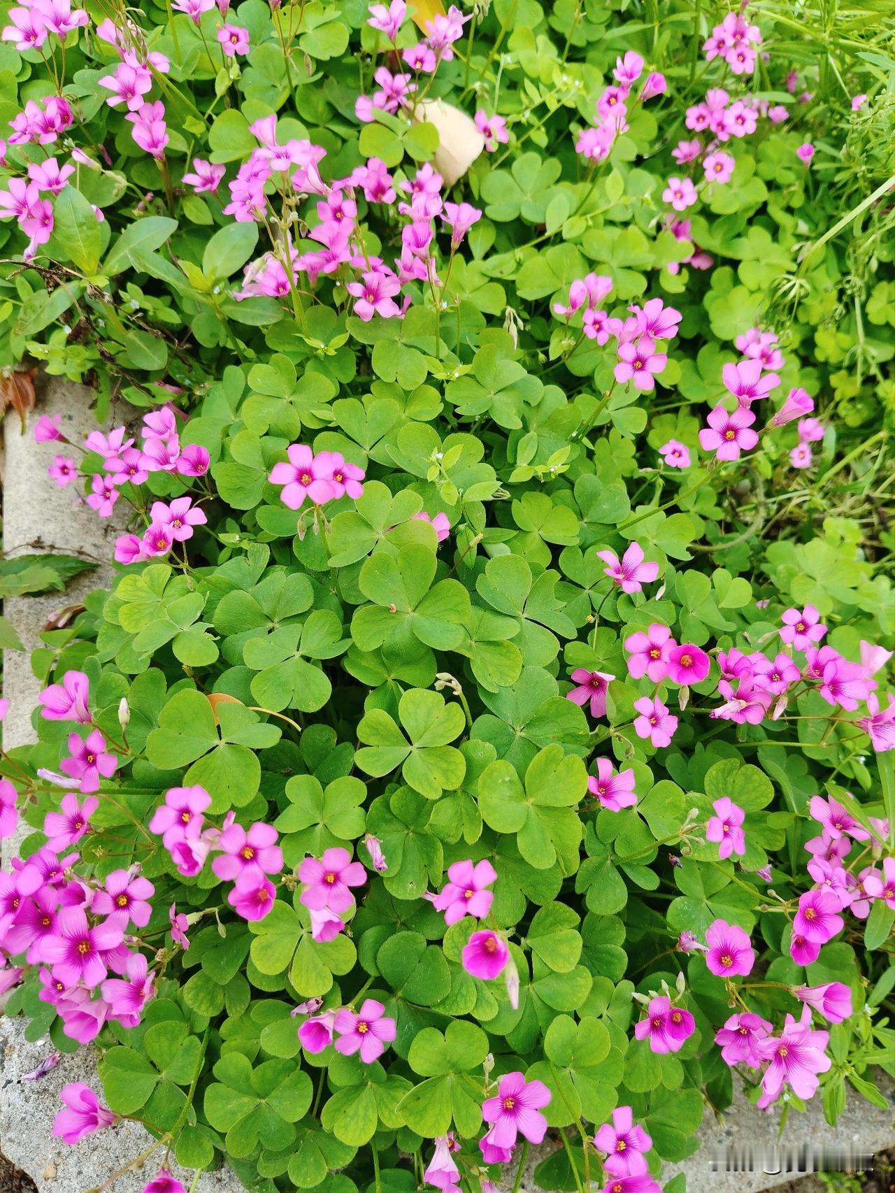 晒图笔记大赛这么小的一堆花，不知叫什么名字？