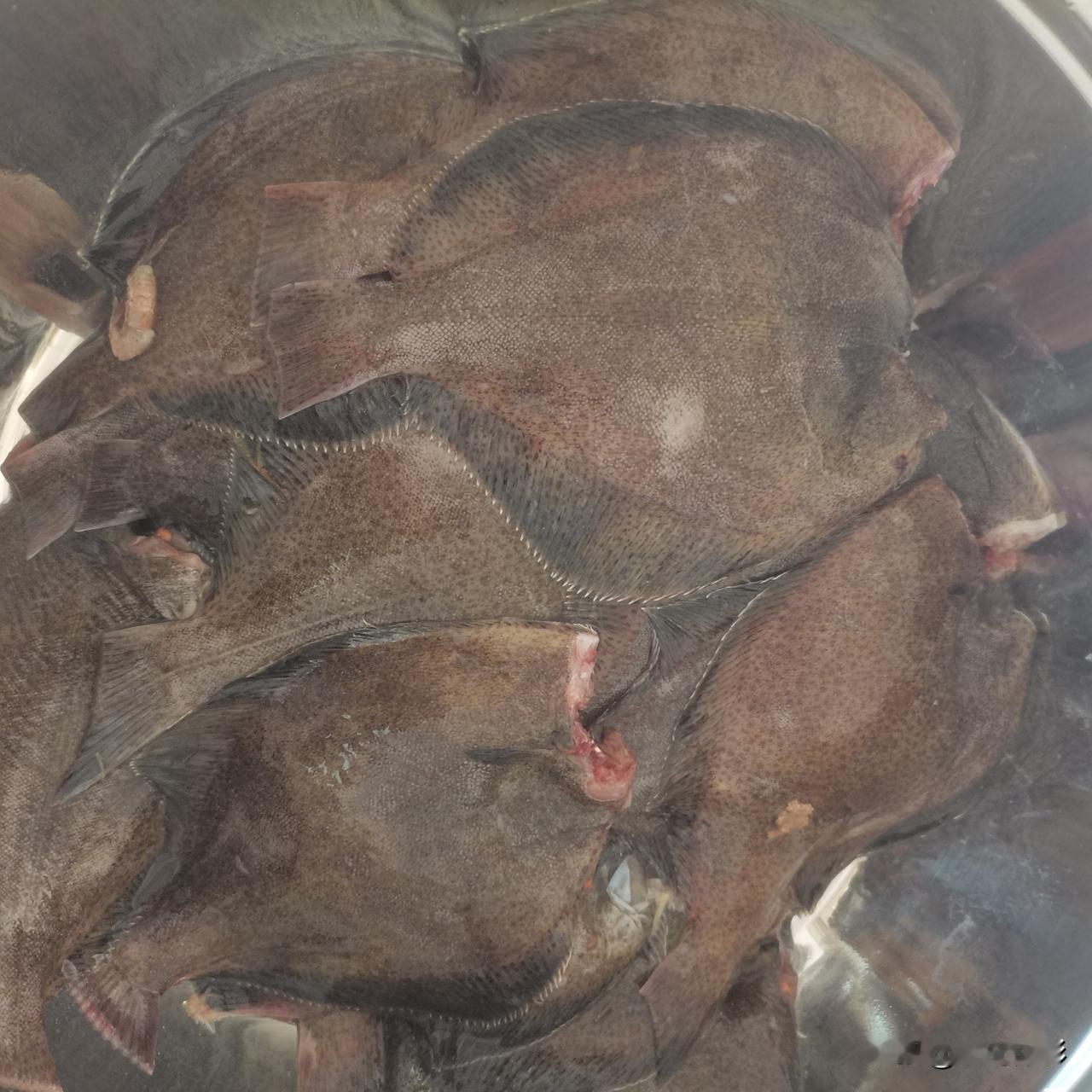 市场上有两种鼓眼鱼，一种颜色比较深，另一种颜色比较浅，颜色深的要比颜色浅的贵很多