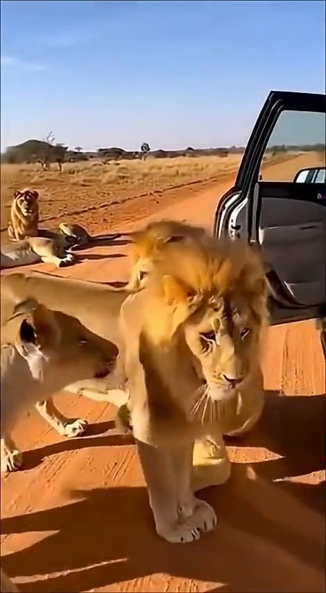 amazing there there，that's so curious hu