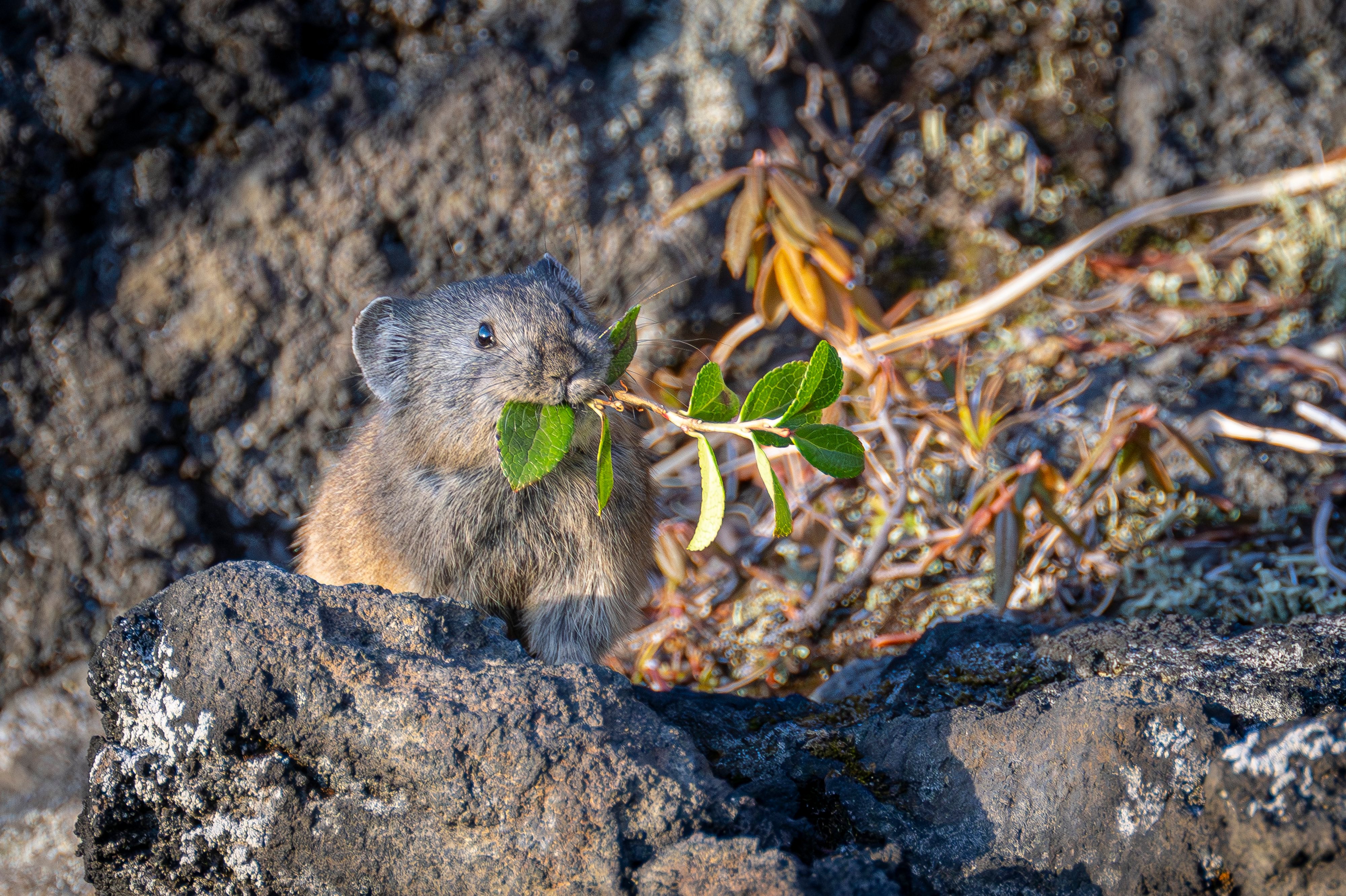 北海道可爱的小生灵们~【推：Takuya】 