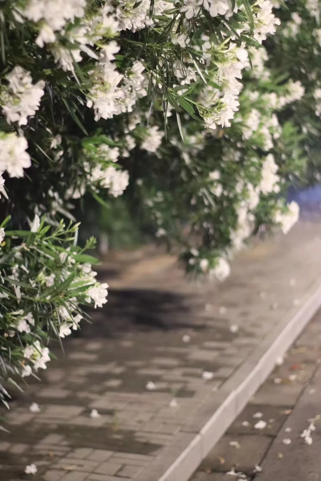 幕燕滨江 | 永济大道上的花墙