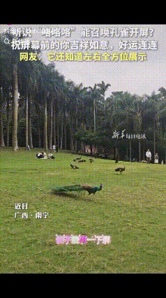 “上新华社啦！”广西南宁，女子在青秀山风景区游玩时尝试模仿声音与绿孔雀“交流”。