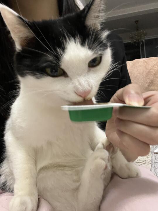 为什么小猫那么爱吃兔小勺猫零食
