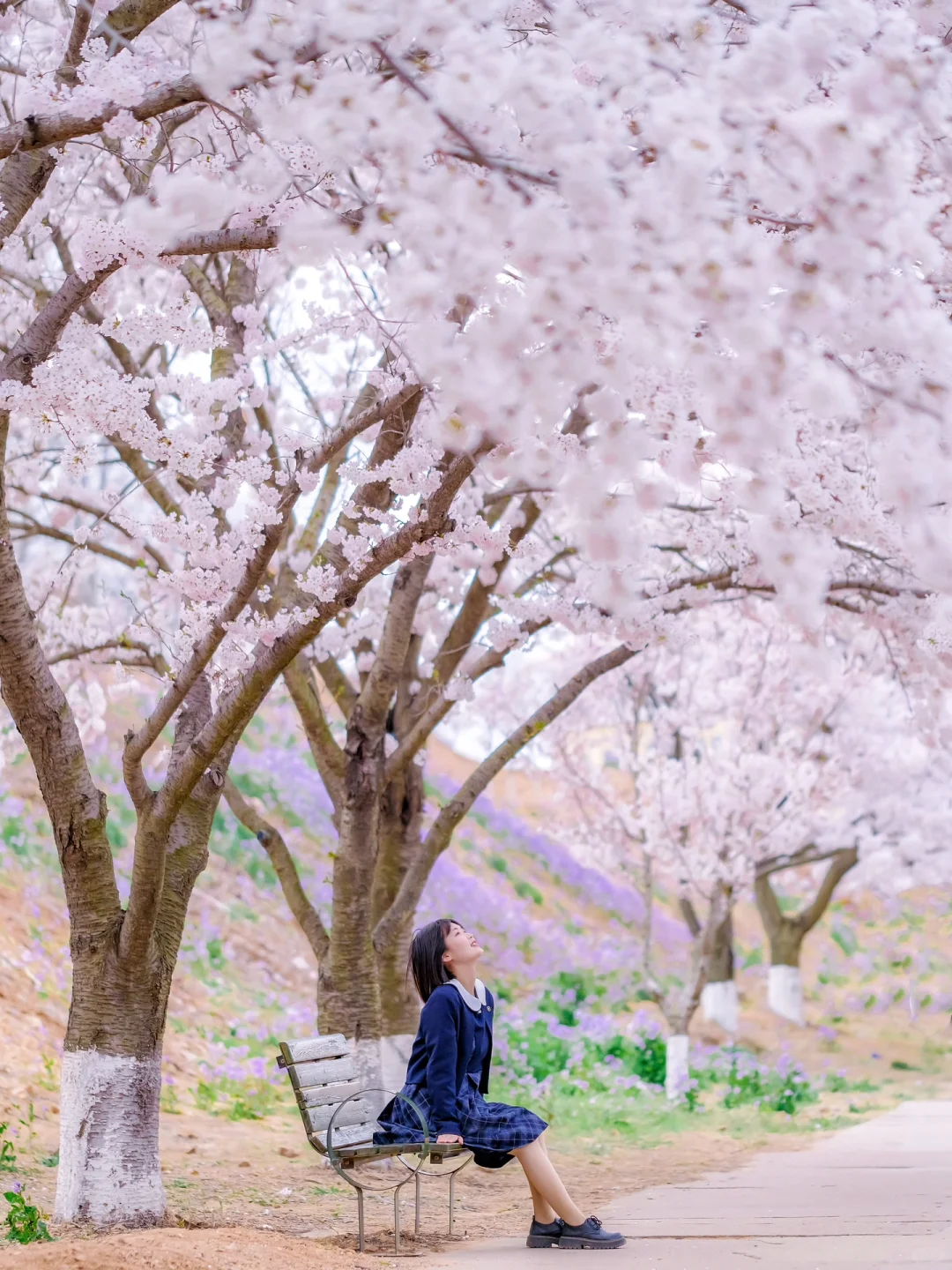 青岛的春天是一万次的春和景明‼️（附机位