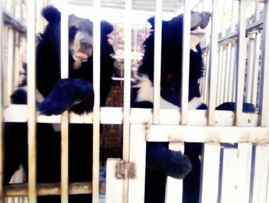 黑幕太揪心了，泰国军队在泰柬边境的特莫达赌场执行清剿任务，结果在赌场废墟里听到了