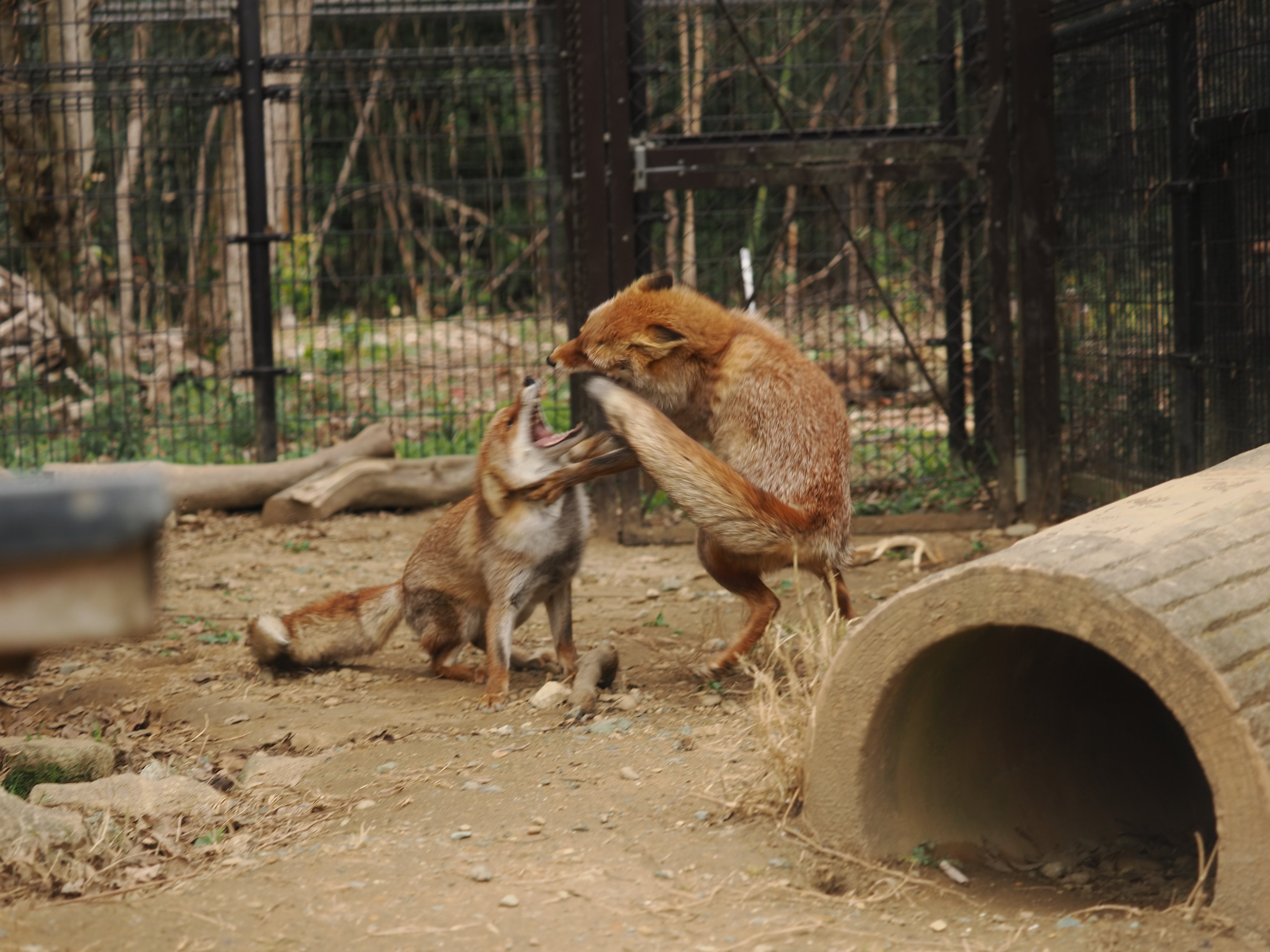 狐狸 那个站起来掐住脖子的名场面©️VulpesPerson 