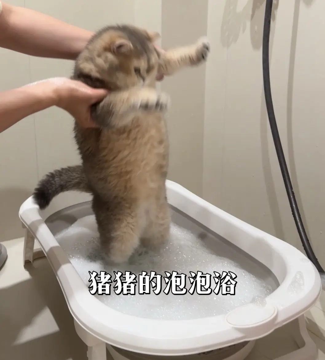 猪猪的泡泡浴。
