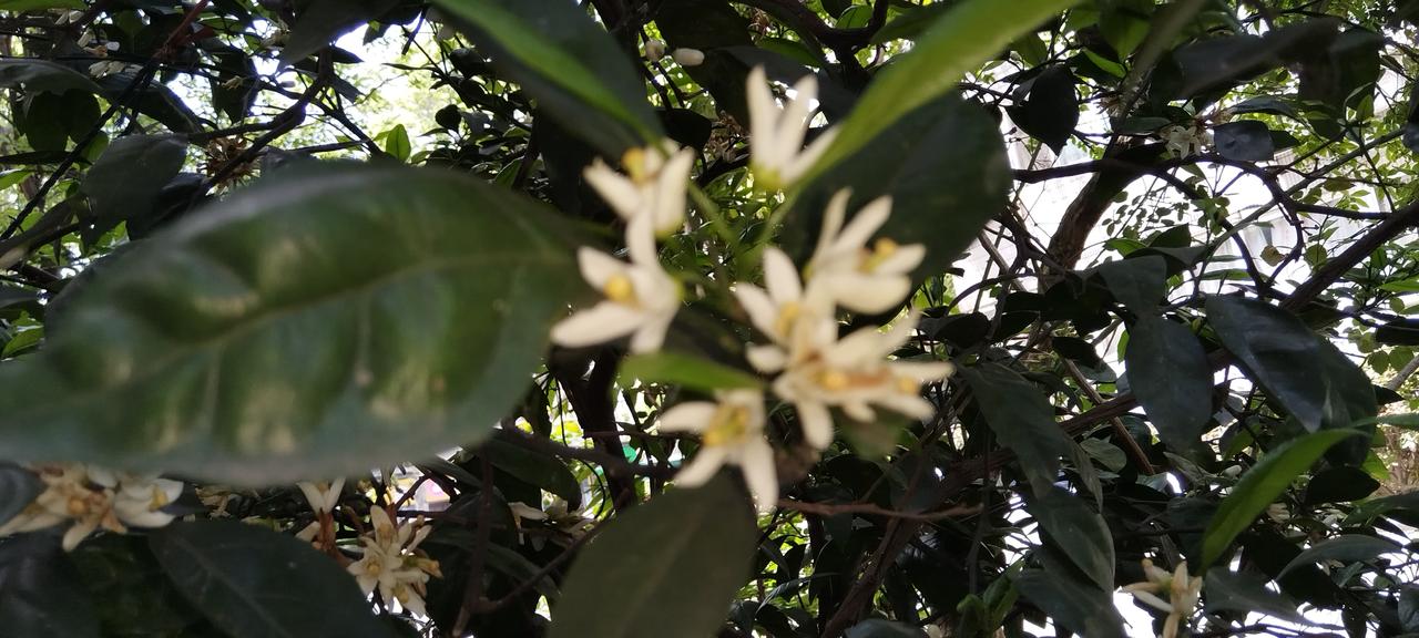 见识一下我的蜜桔花，蜜桔的花不是每个人都见过的，它的花瓣是乳白色的，花蕊是淡黄色