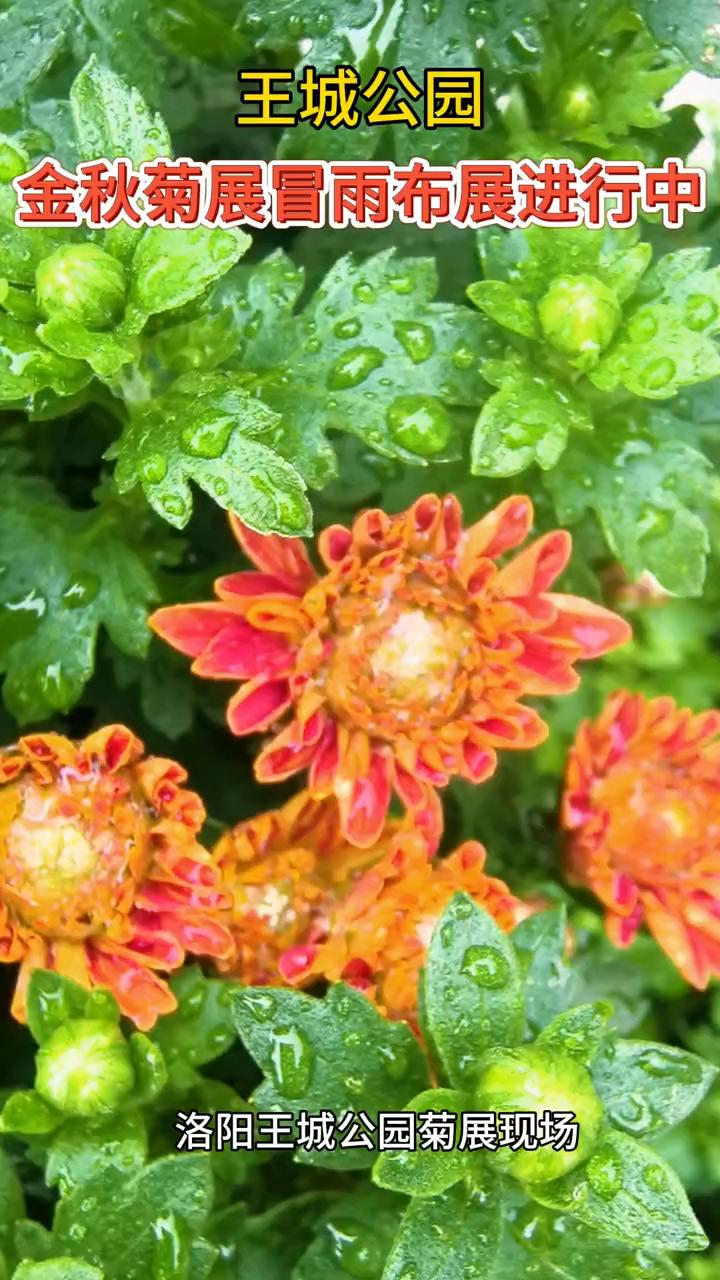 王城公园金秋菊展冒雨布展进行中。
洛阳王城公园菊展现场。