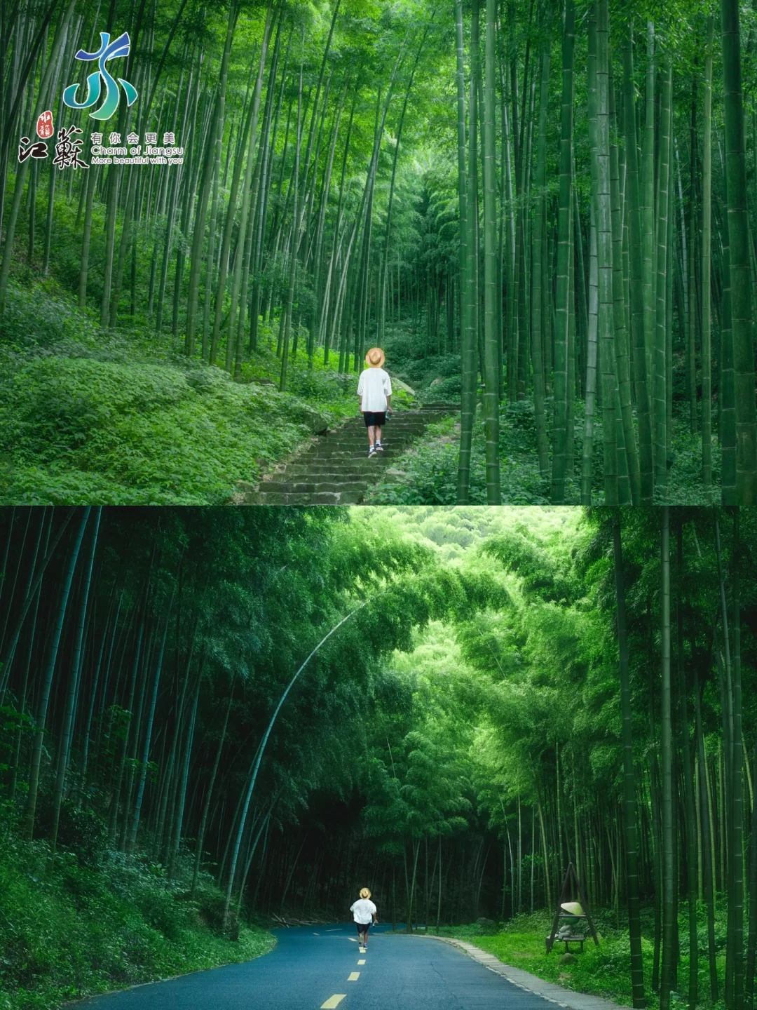 后悔‼️夏天☀️为什么不早点来这片万亩竹海🎋