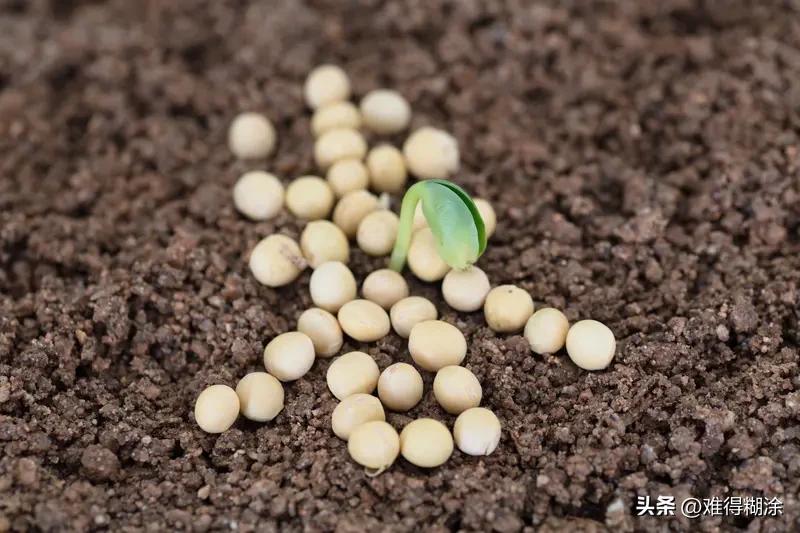 咱国家粮食种子安全整体挺稳的。这些年国家大力扶持种业，培育出不少优质种子，像袁隆