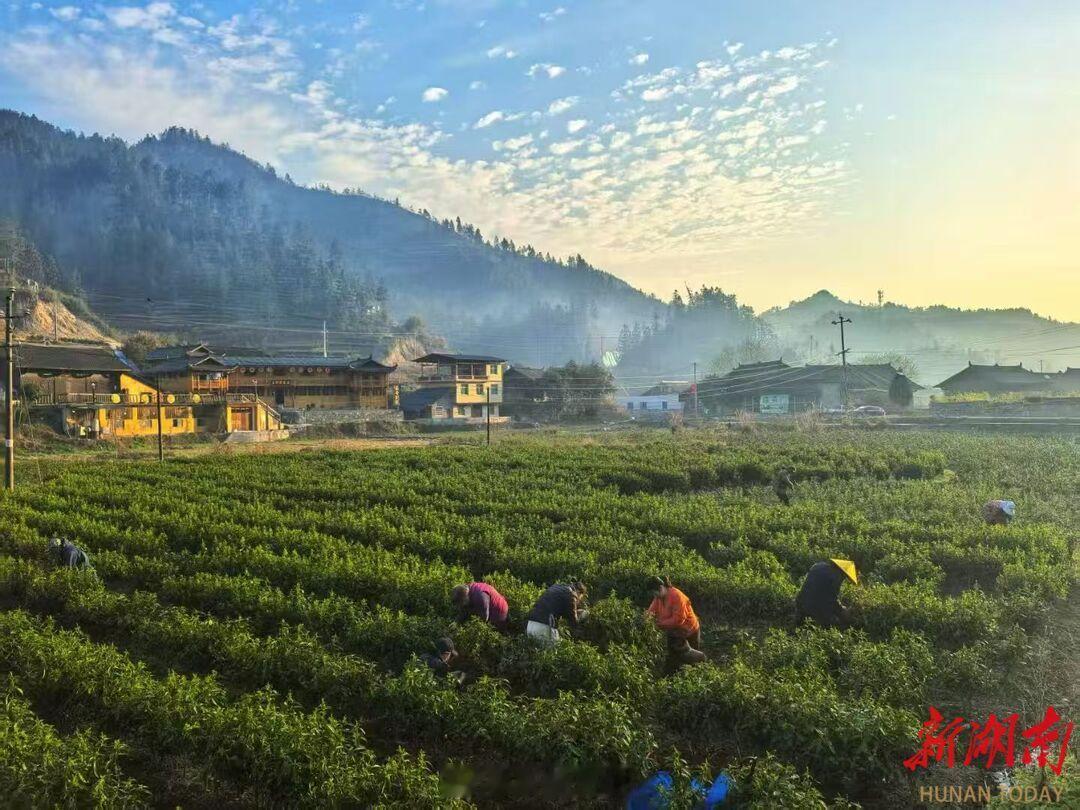 湘西夯吉苗寨，以黄金茶+原生态旅游双轮驱动，让乡亲稳稳致富。全村6500亩茶园成
