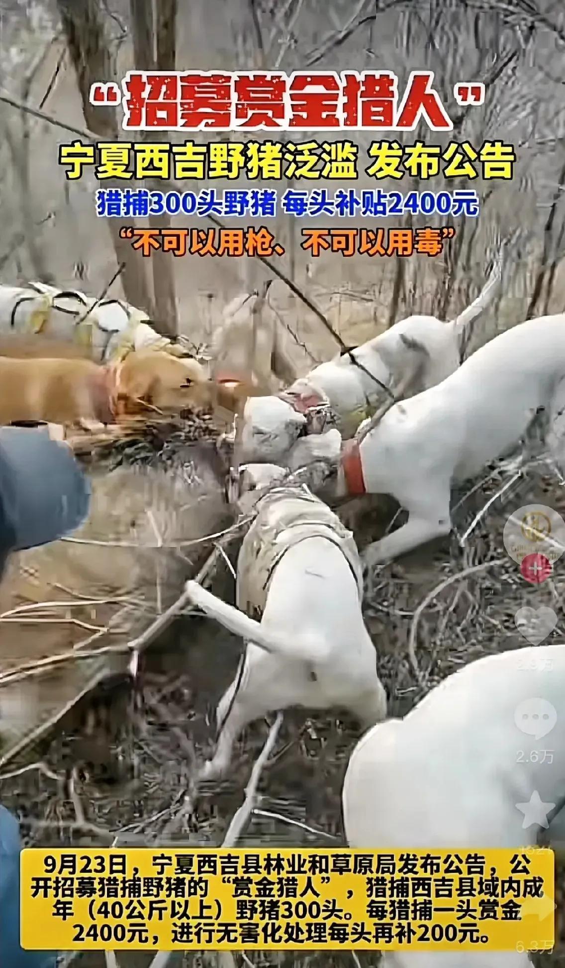 宁夏西吉野猪泛滥，现在公开“招募赏金猎人”去当地猎杀野猪，不仅可以过打猎的瘾，还