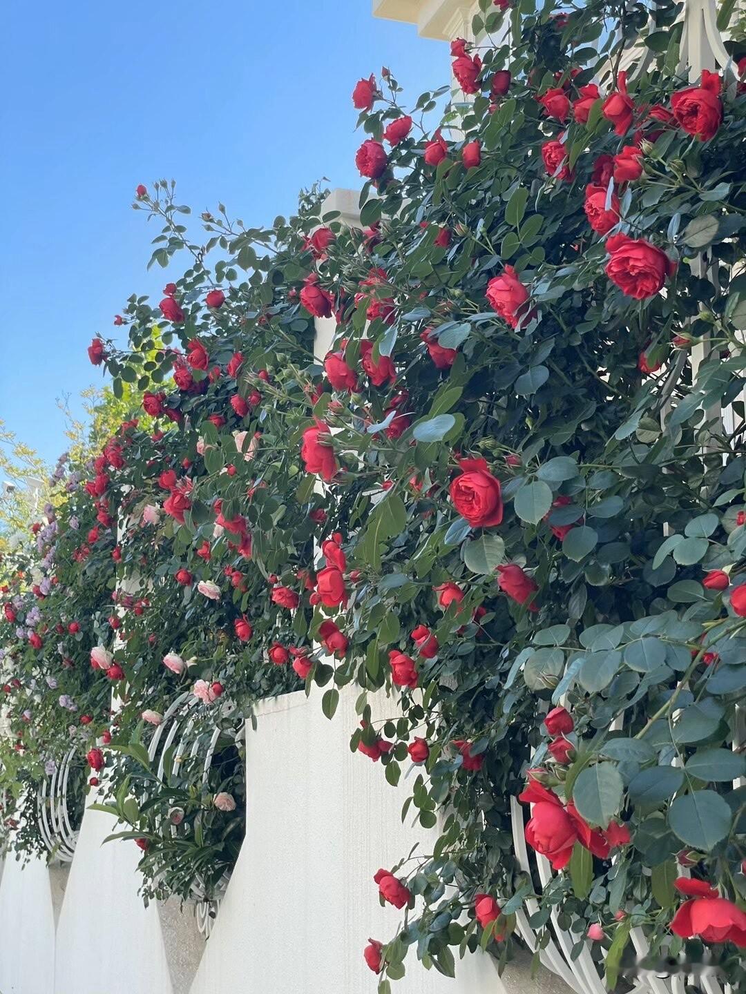春深半夏，五月热烈
轻风拂日，花开满枝
不在远方，近在咫尺