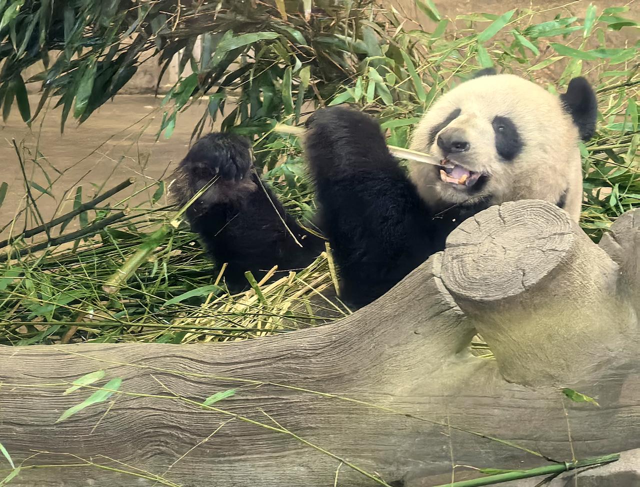我在成都过大年三︱萌宠闹蓉城，打卡熊猫基地是首选，也是必选！
早知道今年春节成都