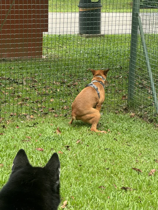 🇸🇬 嗅闻奔跑都达标的一天