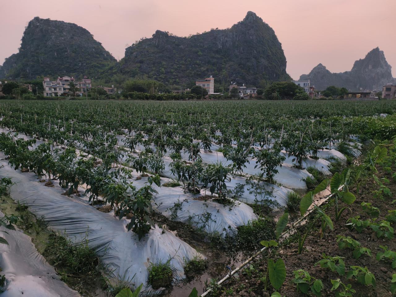 现在的辣椒产业发展得相当火热。就拿内蒙古通辽市开鲁县来说，作为“中国红干椒之都”