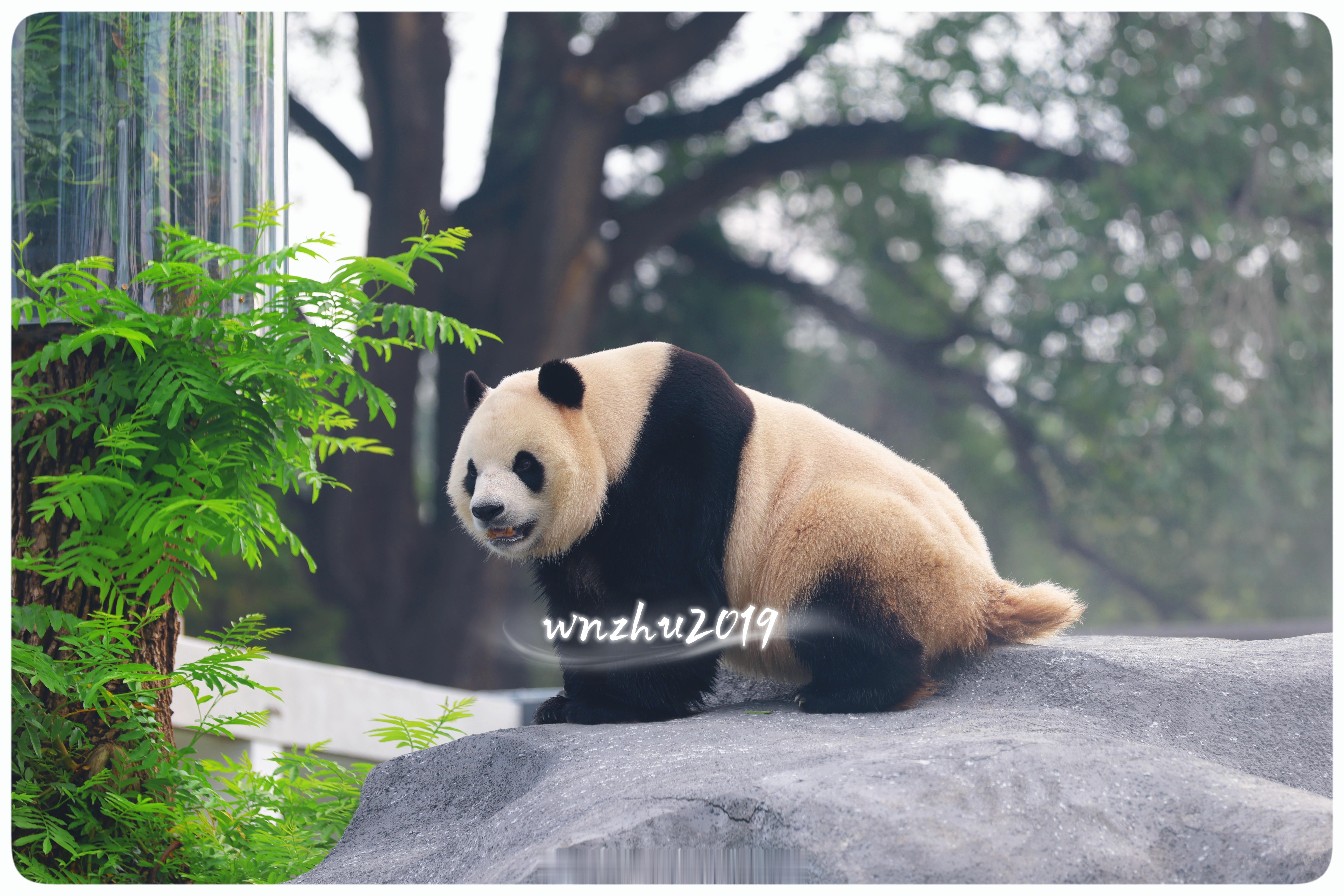 大熊猫胖大海 小福星，干什么？ 