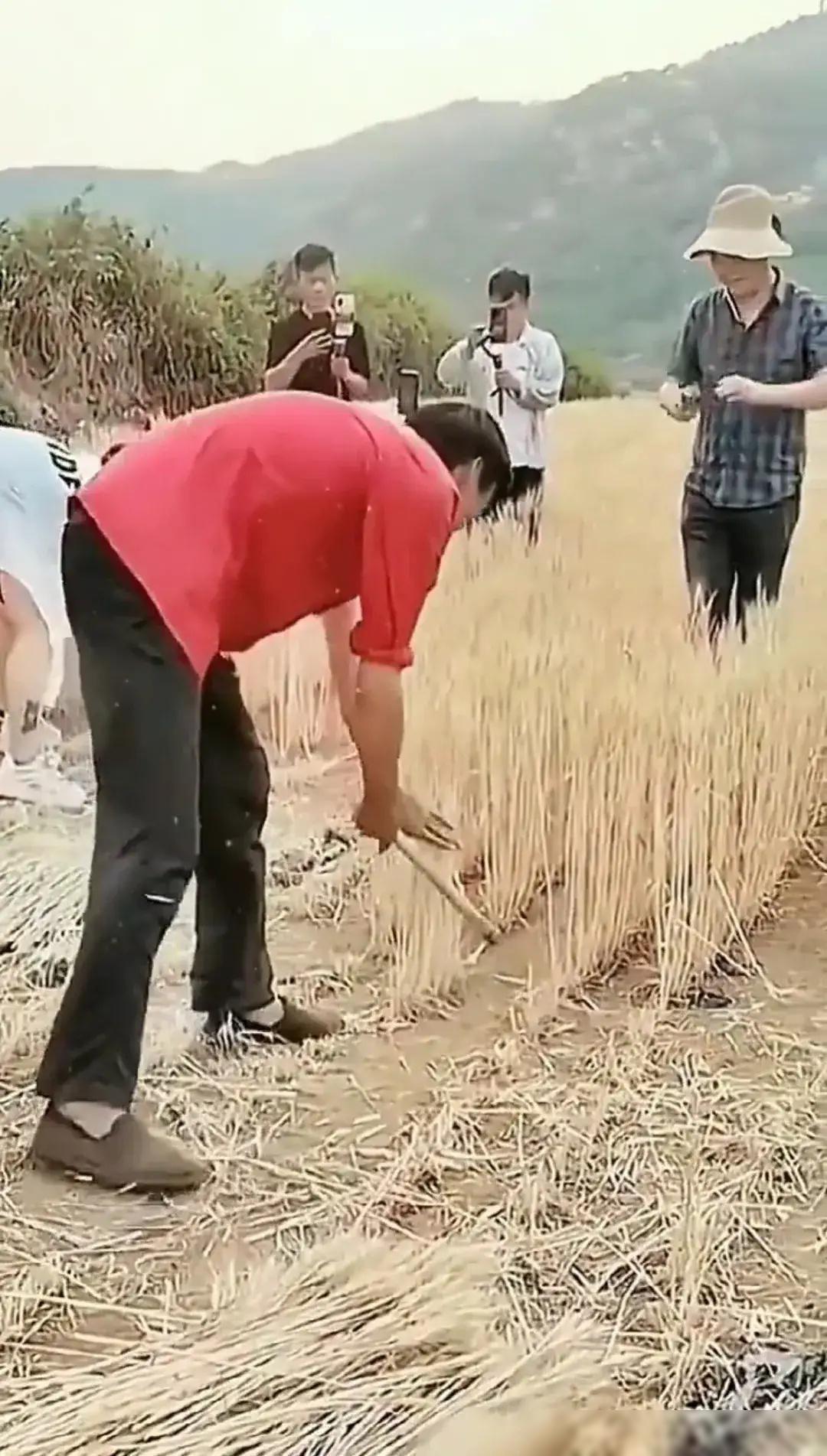 拉面哥告诉我们，得先把小麦割下来，然后磨成面粉，再做成拉面，这样做出来的拉面才称