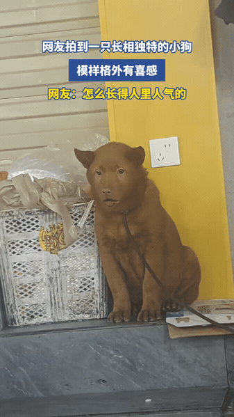 长相撞脸人类的狗狗

路人偶然在街边偶遇一只土狗，一身棕毛看着平平无奇，可凑近一