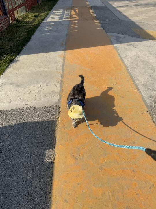 天气好出来遛🐱了
