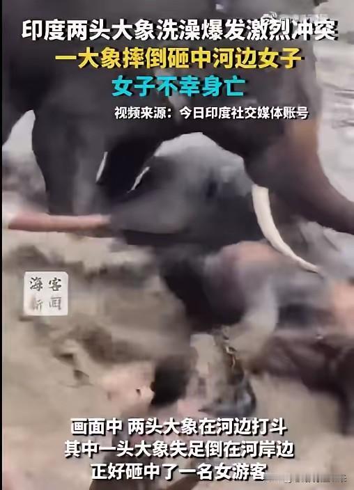 太惨了！印度，两头大象河边洗澡时争斗，导致一名33岁女游客身亡，丈夫抱着孩子目睹
