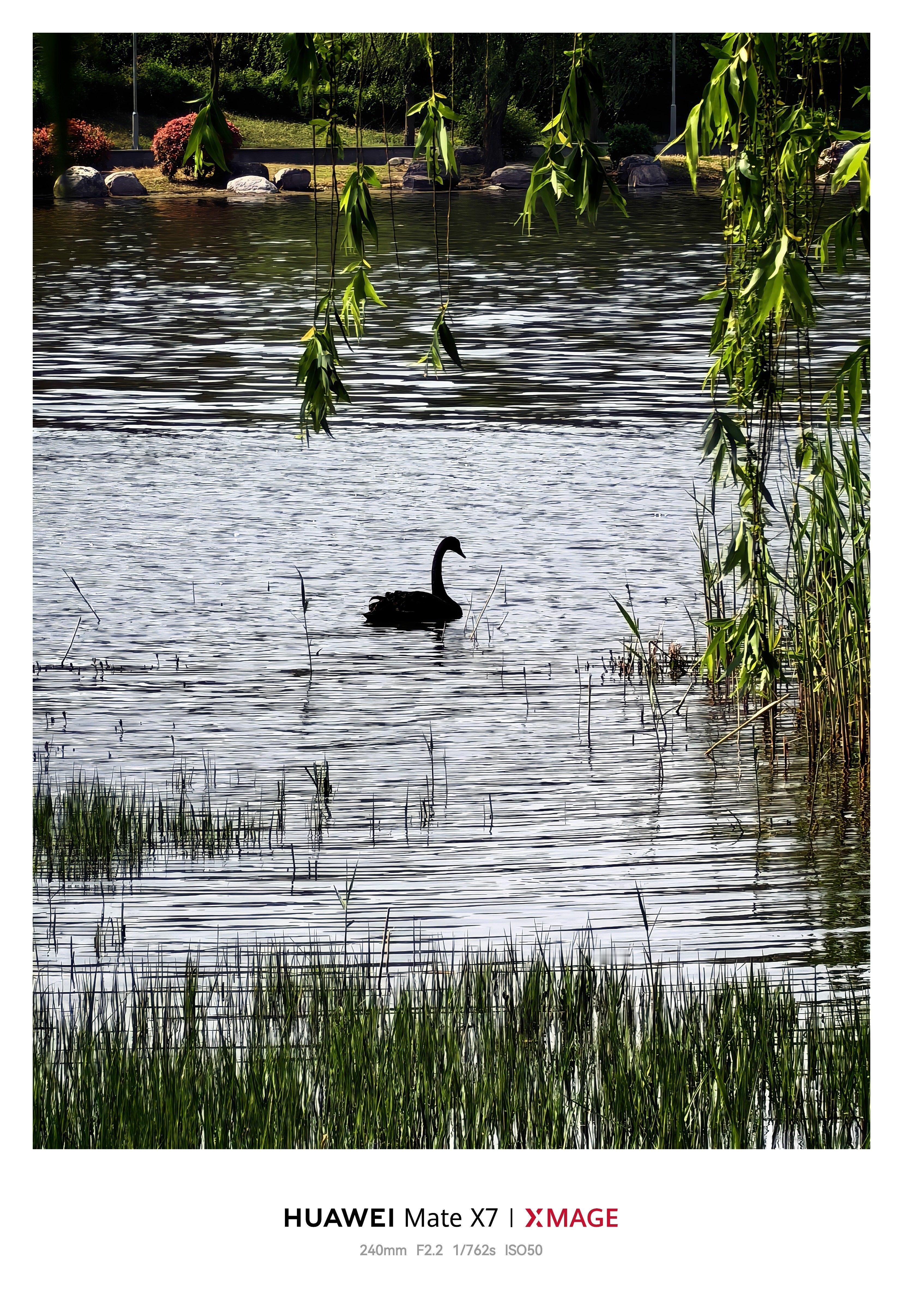 郑州也是好起来了无论是河里还是湖里随处可见天鹅