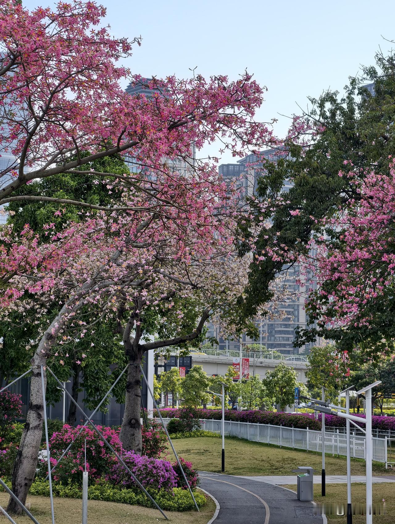 冬日未见严寒，却见一树繁花。
花树下。跑步。
生活如此美好。