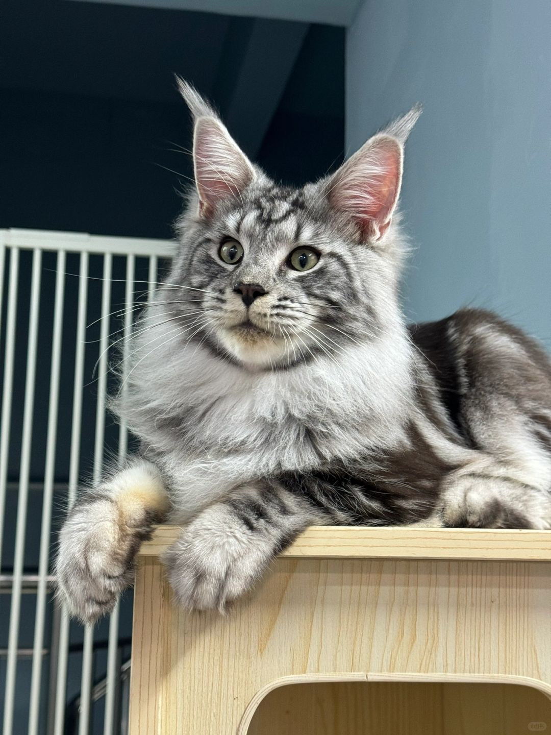 缅因｜银虎斑缅因弟弟 蹲新家