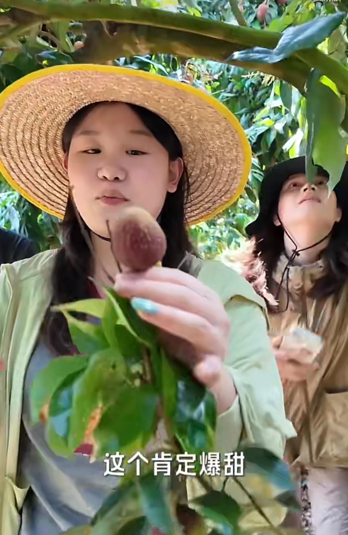 张家齐和全红婵哥哥一起摘荔枝吃荔枝了...他们会成一对吗？