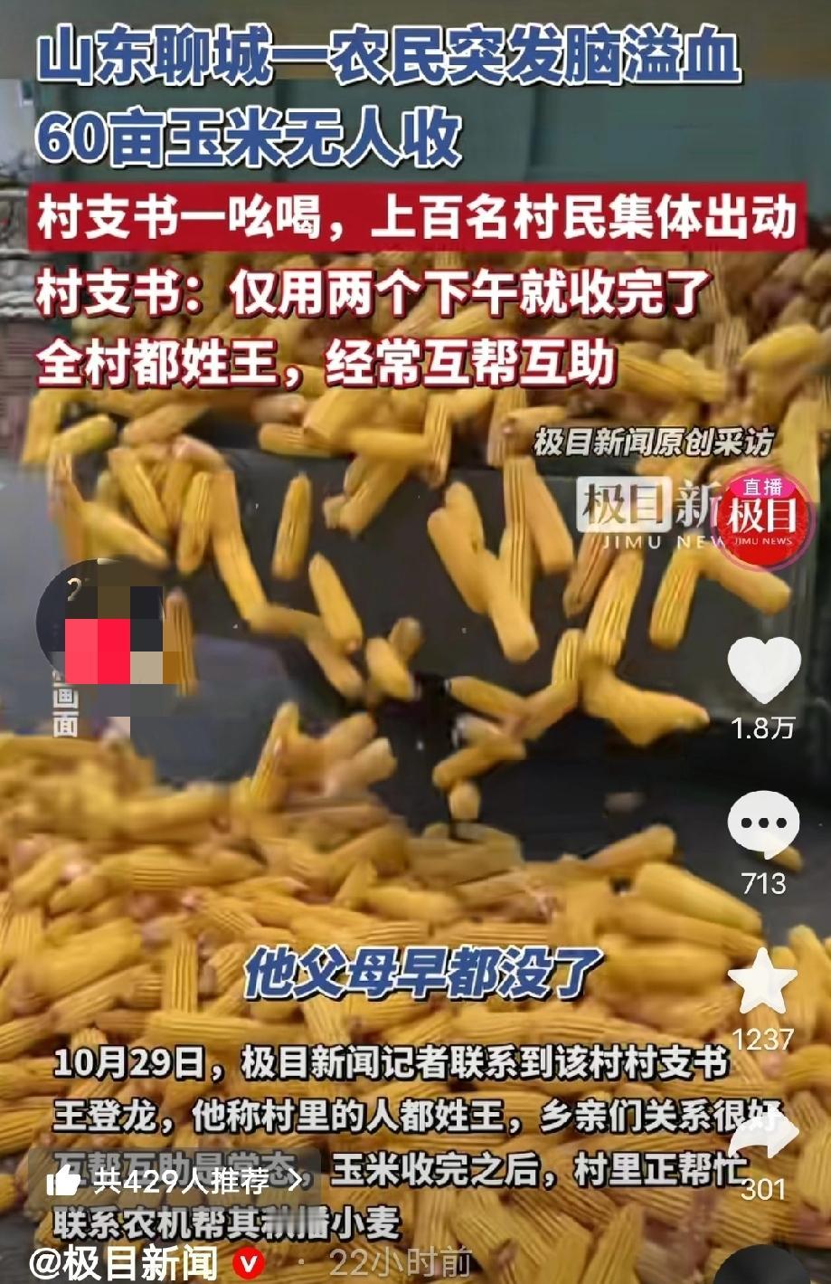 “这才是农村该有的样子！”60亩玉米烂在地里？山东一农民突发脑溢血昏迷，全村10