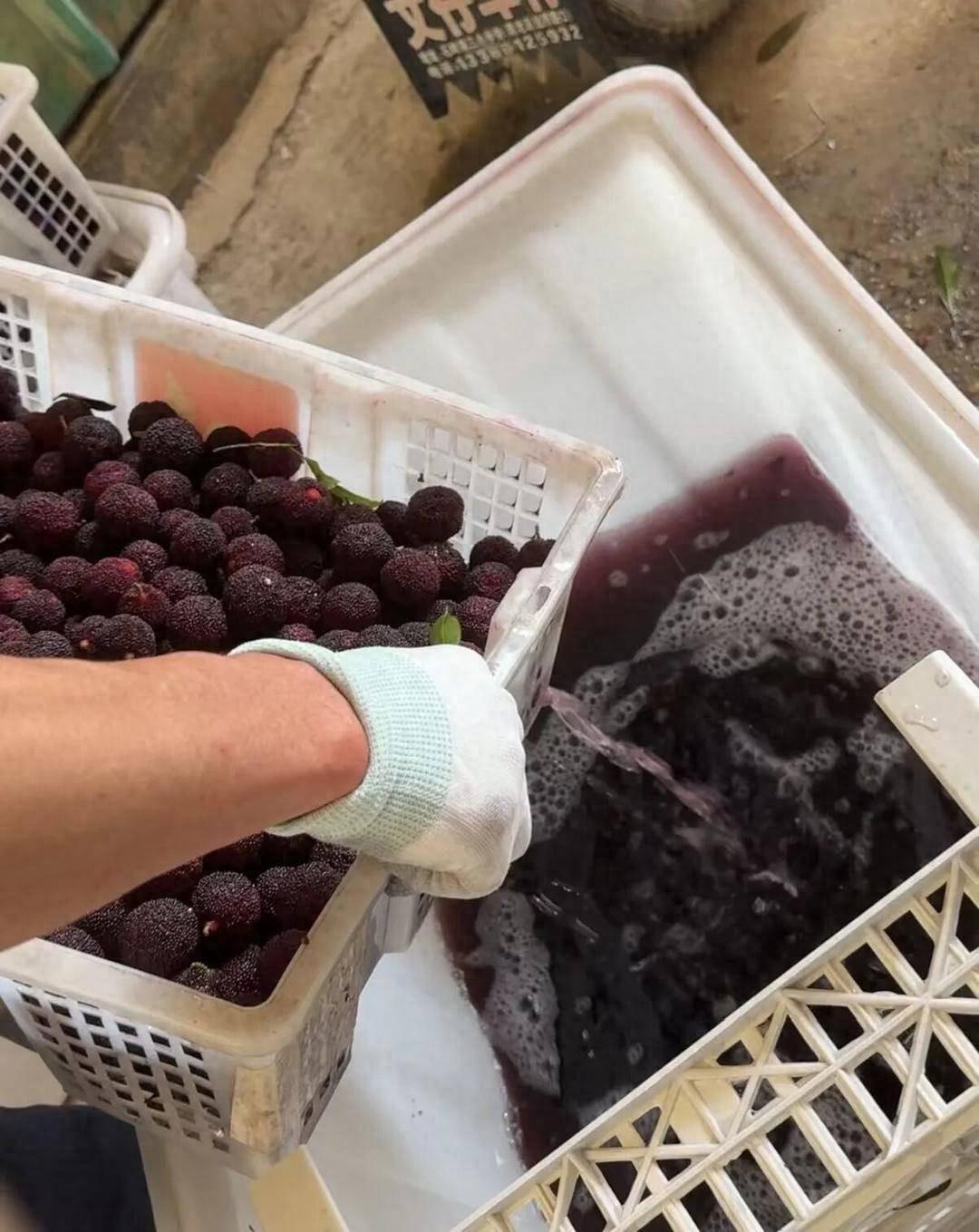 别再让无辜的农民替黑心的中间商背锅了！
泡药杨梅、甲醛白菜……每次食品安全出事，