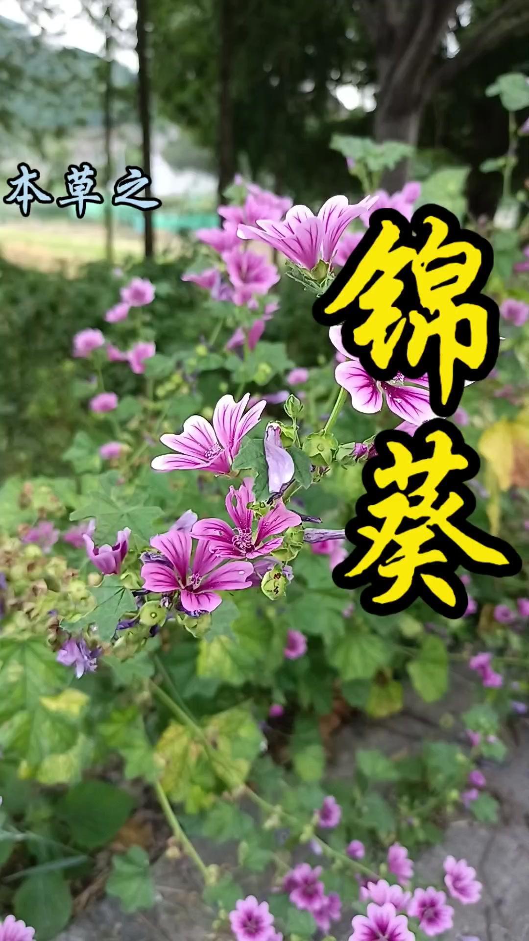 🪴路边常见的紫色小花竟是锦葵？1️⃣植物特征：锦葵属于锦葵科锦葵属二年生或多年