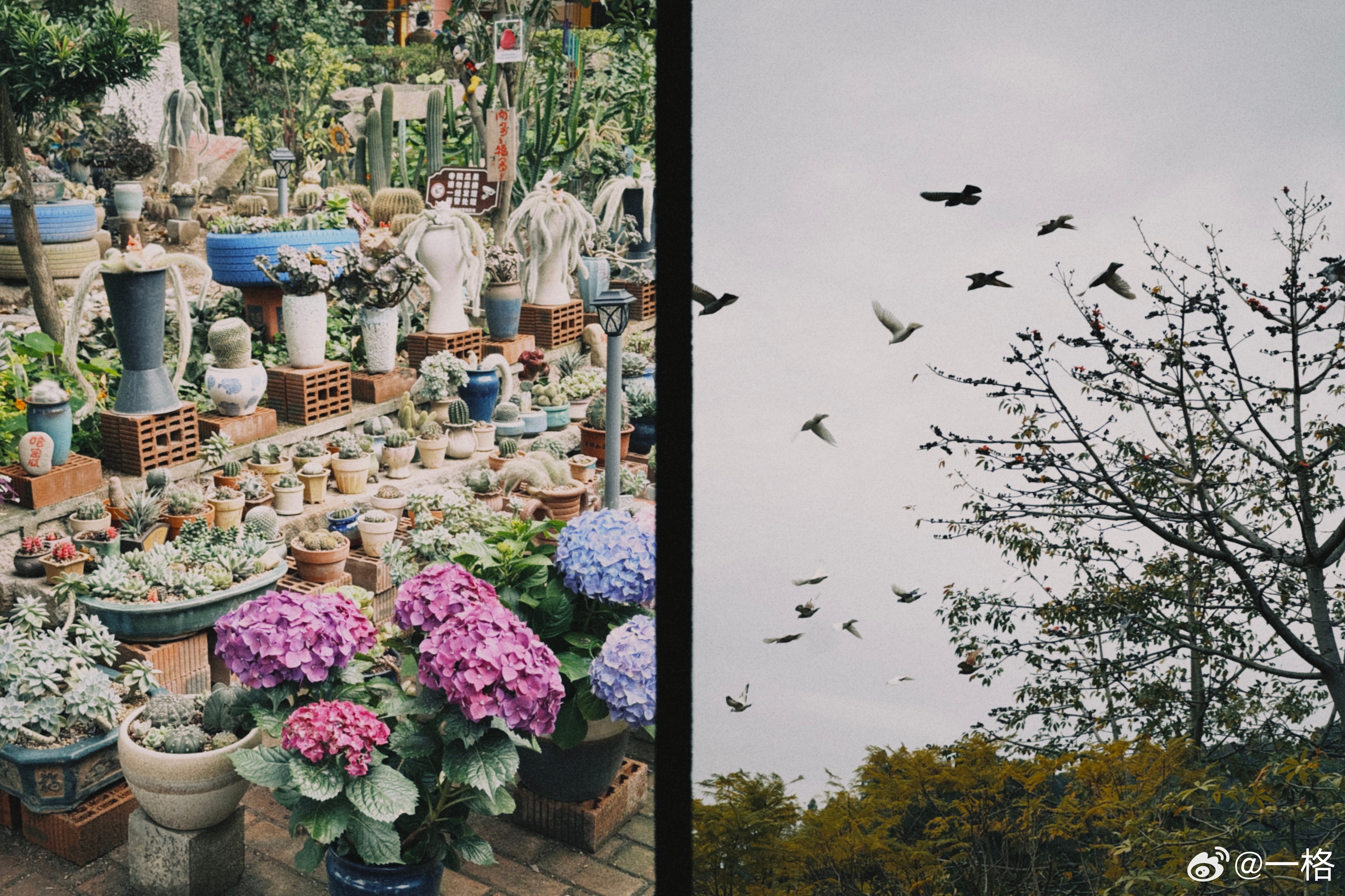 厦门石室禅院的梨花开的真漂亮，但是人也是真的多，就这一棵梨树，都围着拍。 